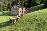 Schafe vor der Hirschberghütte