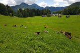 Ausblick mit Ziegen auf der Weide 