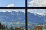 Ausblick auf Kühe und die Kanisfluh